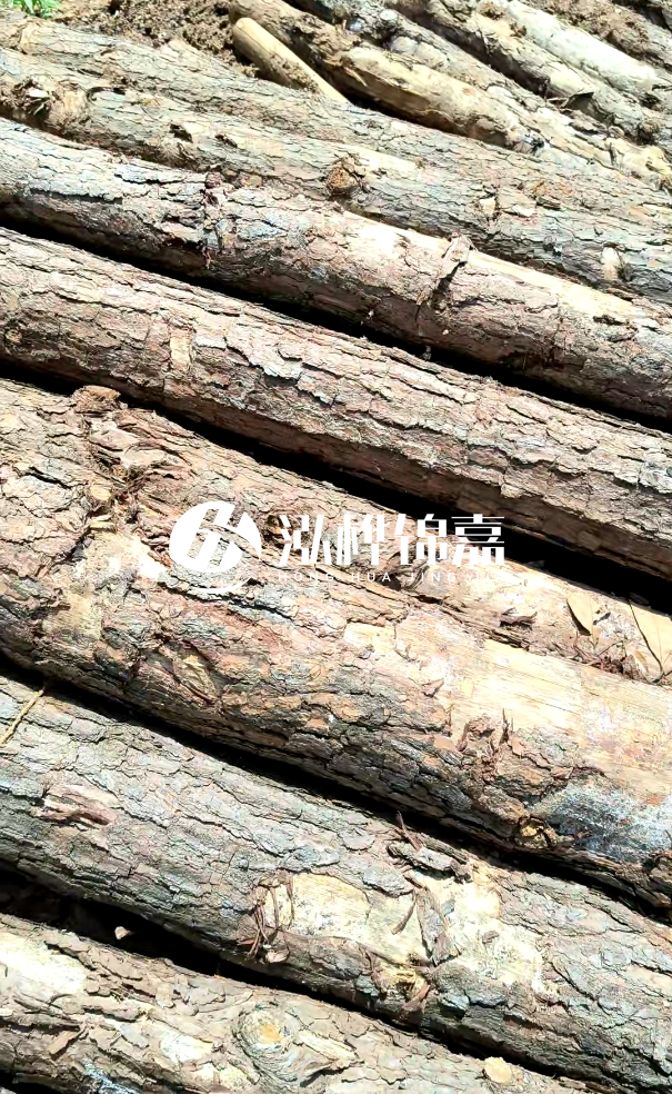 佛山松木樁源頭廠家-松木樁和杉木樁在河道治理中哪個更耐用?