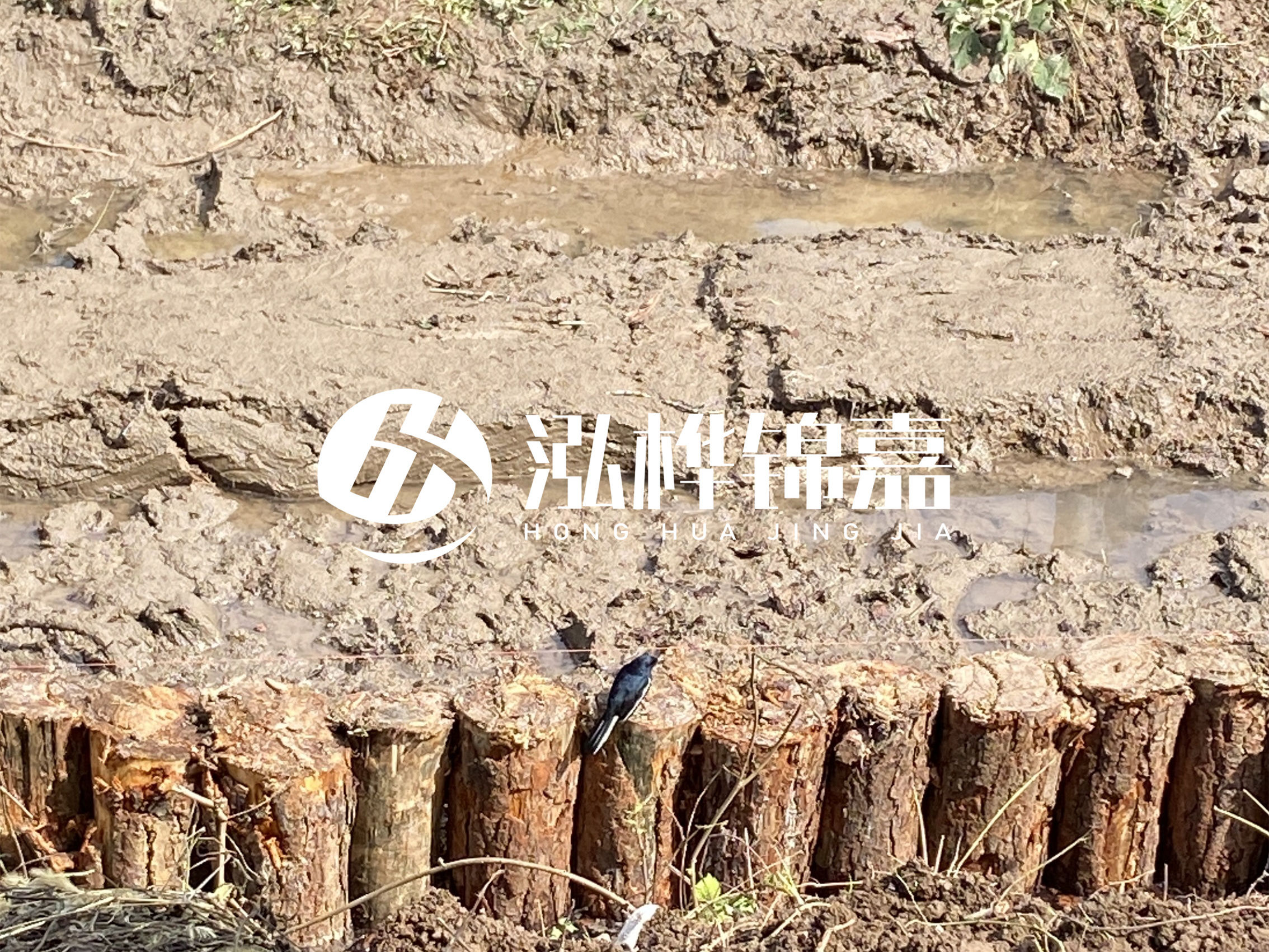 松木樁包工包料泓樺錦嘉-打木樁后樁頂需要露出水面嗎？